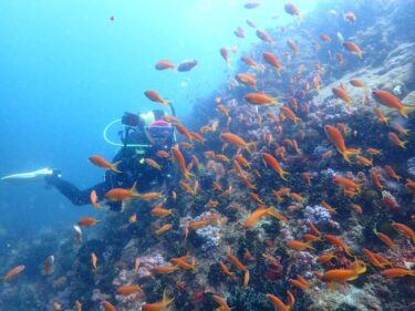 群れ群れダイビング！