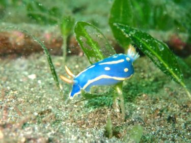 ライセンス取得コース！