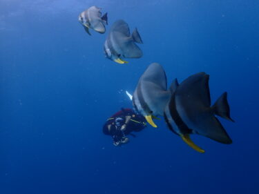 宮古島に行ってきました！【生物編】