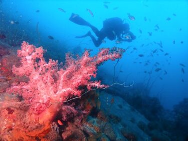 世界最大魚を求めて！