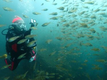 江の島　沖で潜ると。