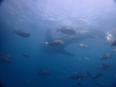 大興奮のダイビング！