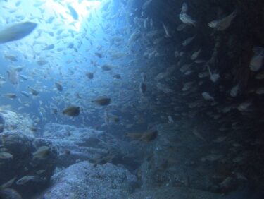 西伊豆じっくりビーチ＆洞窟潜り！