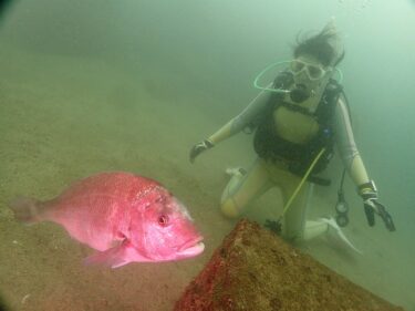 ライセンスをGET♪