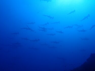 ハンマーフィーバー777