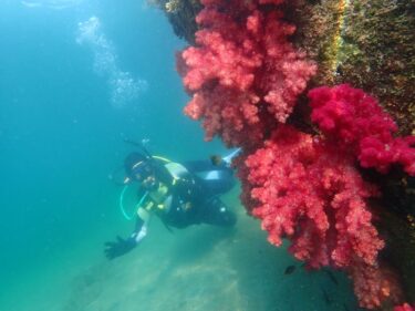 アドバンス認定！