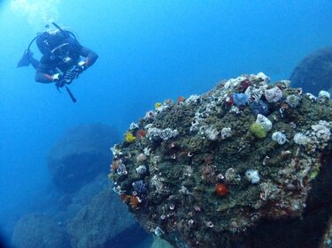 アドバンスをGET！！