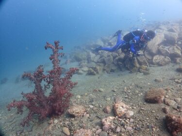サメの群れと泳ぐハズが。。。