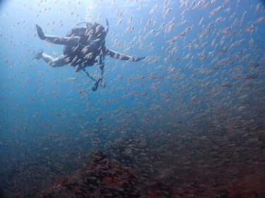 カメと泳ぎたいっ！