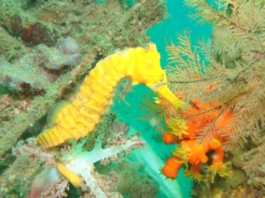 にょろにょろ200匹体験！