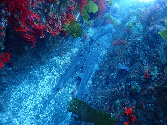 沈船 レック が見たい 国内のおすすめダイビングエリアと解説 ダイビングならdiver Online
