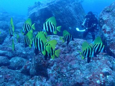 神子元島で研修！