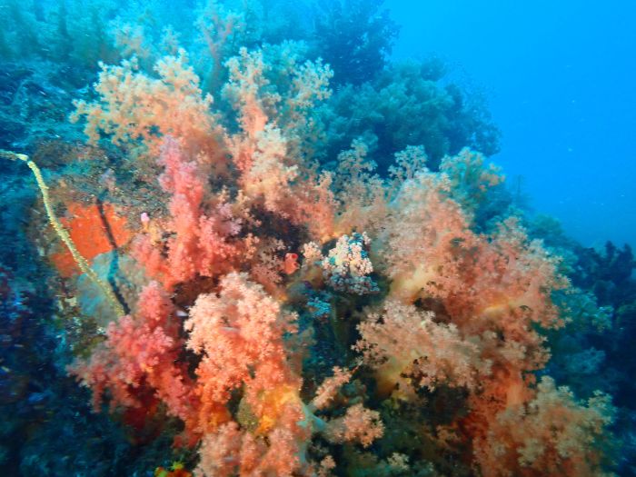 大瀬崎のボートへ！│横浜ダイビングショップ【トリトン】横浜市