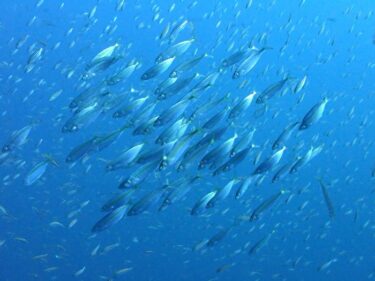 魚魚魚