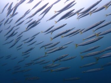 カマスを求めて！