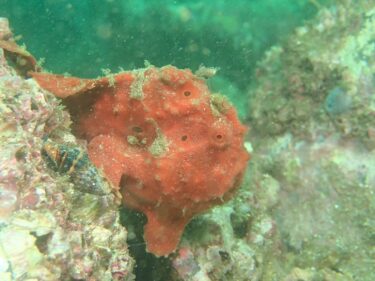 久々のダイブポイントでフォトダイブへ！