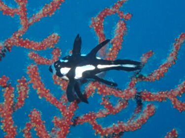 カメラデビュー！