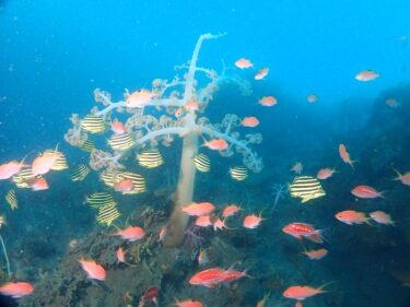静浦でDeepダイビング！