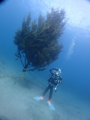 復活ダイビング！