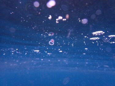 深海魚を求めて！