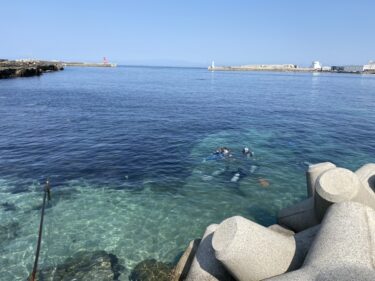城ヶ島でﾀﾞﾝｺﾞ探し