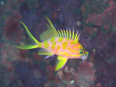 リベンジ成功！