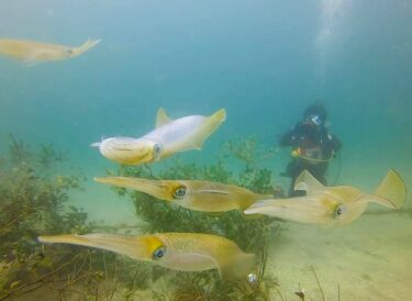 水中でイカの群れに出会う！