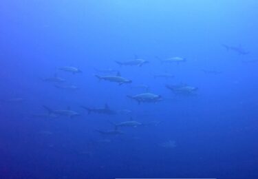 ハンマーヘッドシャークを求めて！