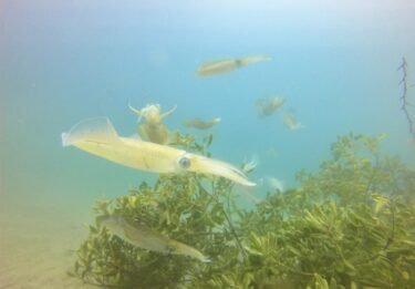 とにかく今が旬！