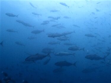 ハンマーヘッドを求めて！