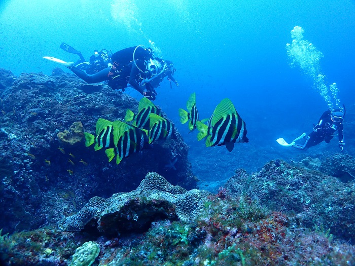 三宅・三本岳遠征ツアー！ Part1│横浜ダイビングショップ【トリトン