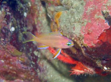 久しぶりの黄金崎！