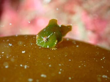 3年ぶりのダンゴ！