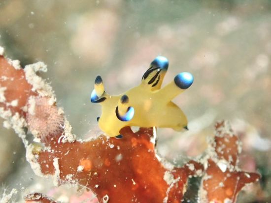 獅子浜調査DIVE！│横浜ダイビングショップ【トリトン】横浜市