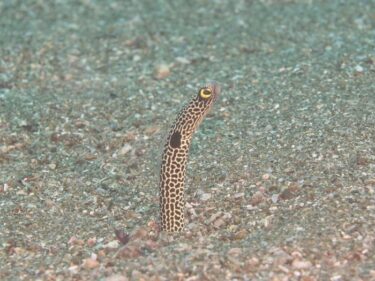 じっくり黄金崎！