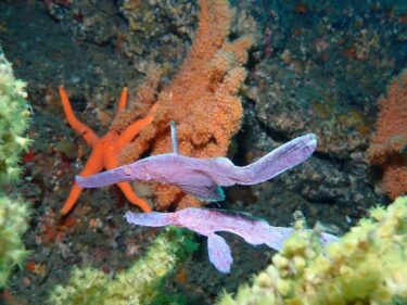 江の島沖でフォトダイブ！