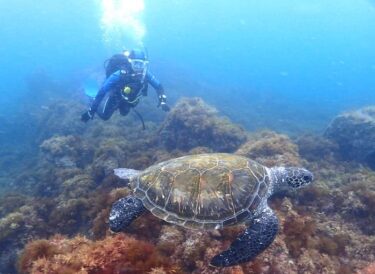 ウミガメと泳ごう！