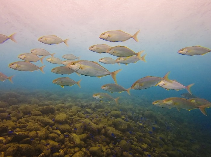 世界最大魚を求めて！│横浜ダイビングショップ【トリトン】横浜市